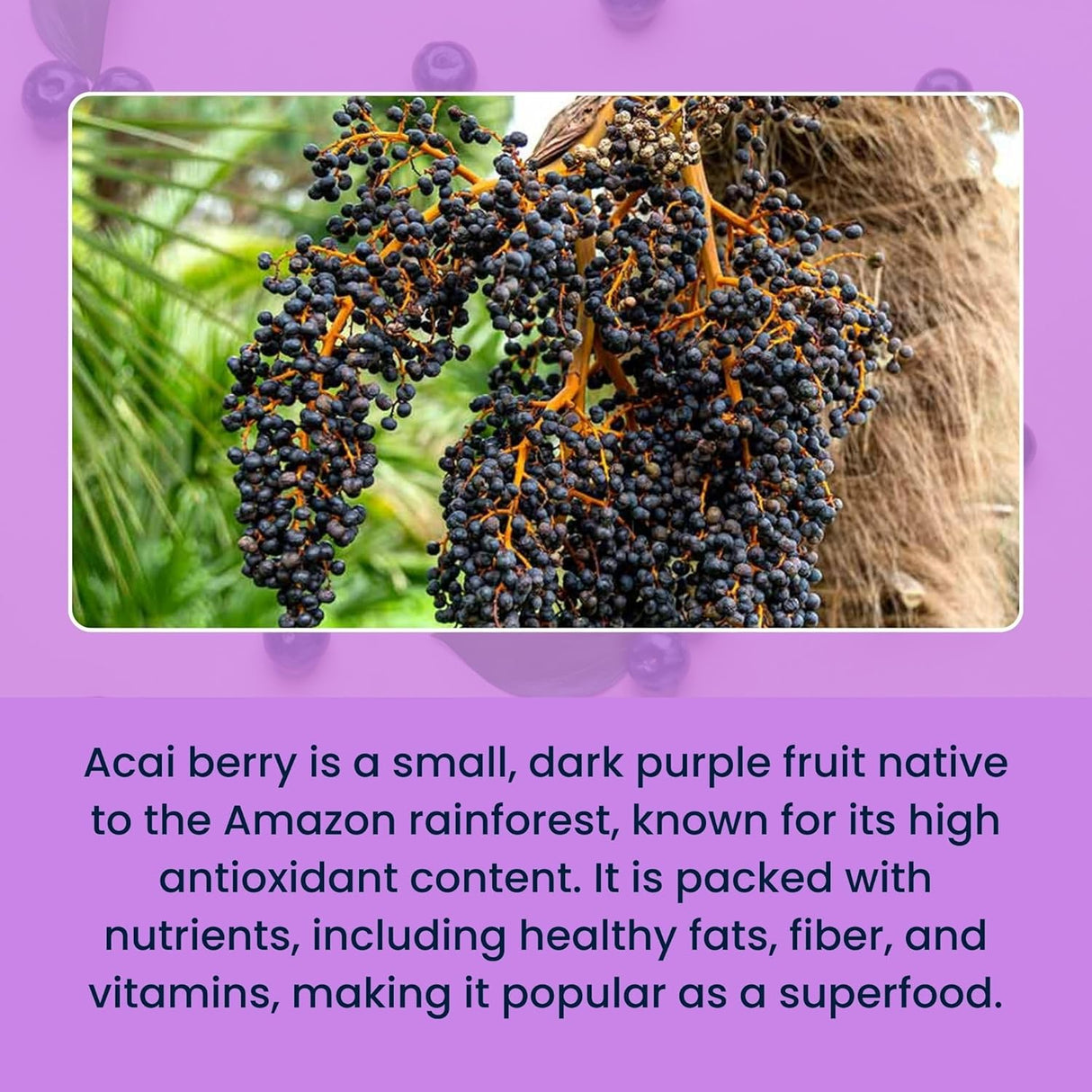 Urban Platter Freeze-dried Acai Berry Powder, 30g (Brazilian Superfood | Rich in Antioxidants | Perfect for Smoothies & Bowls)