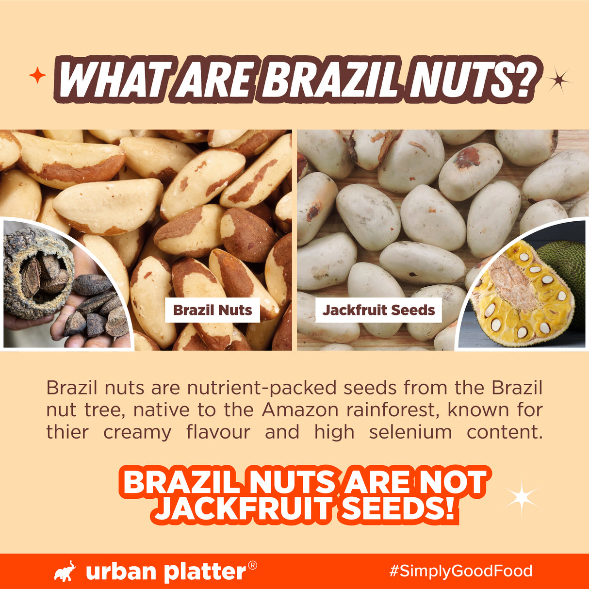 Urban Platter Brazil Nuts, 250g, (Rich in Selenium | Superfood | Have 1 Daily | Product of Peru)