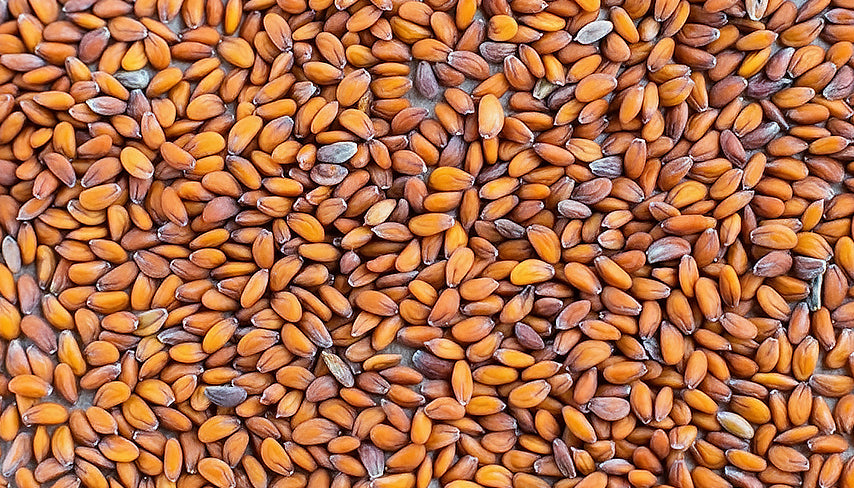 All About Watercress Seeds: Benefits and Uses