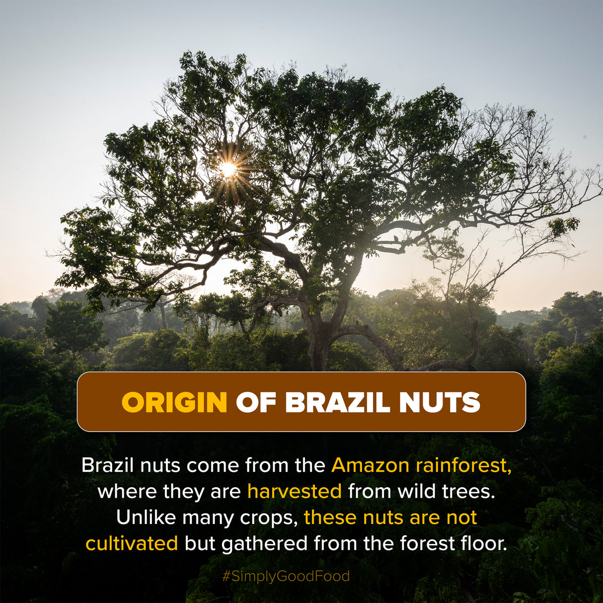 Urban Platter Brazil Nuts, 500g (Rich in Selenium | Superfood | Have 1 Daily | Product of Peru)