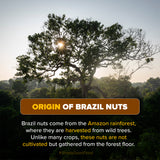 Urban Platter Brazil Nuts, 500g (Rich in Selenium | Superfood | Have 1 Daily | Product of Peru)
