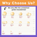 Urban Platter Bold and Exotic Macadamia Nuts (Grade A, Premium Quality, Crunchy, perfect for guilt-free snacking)