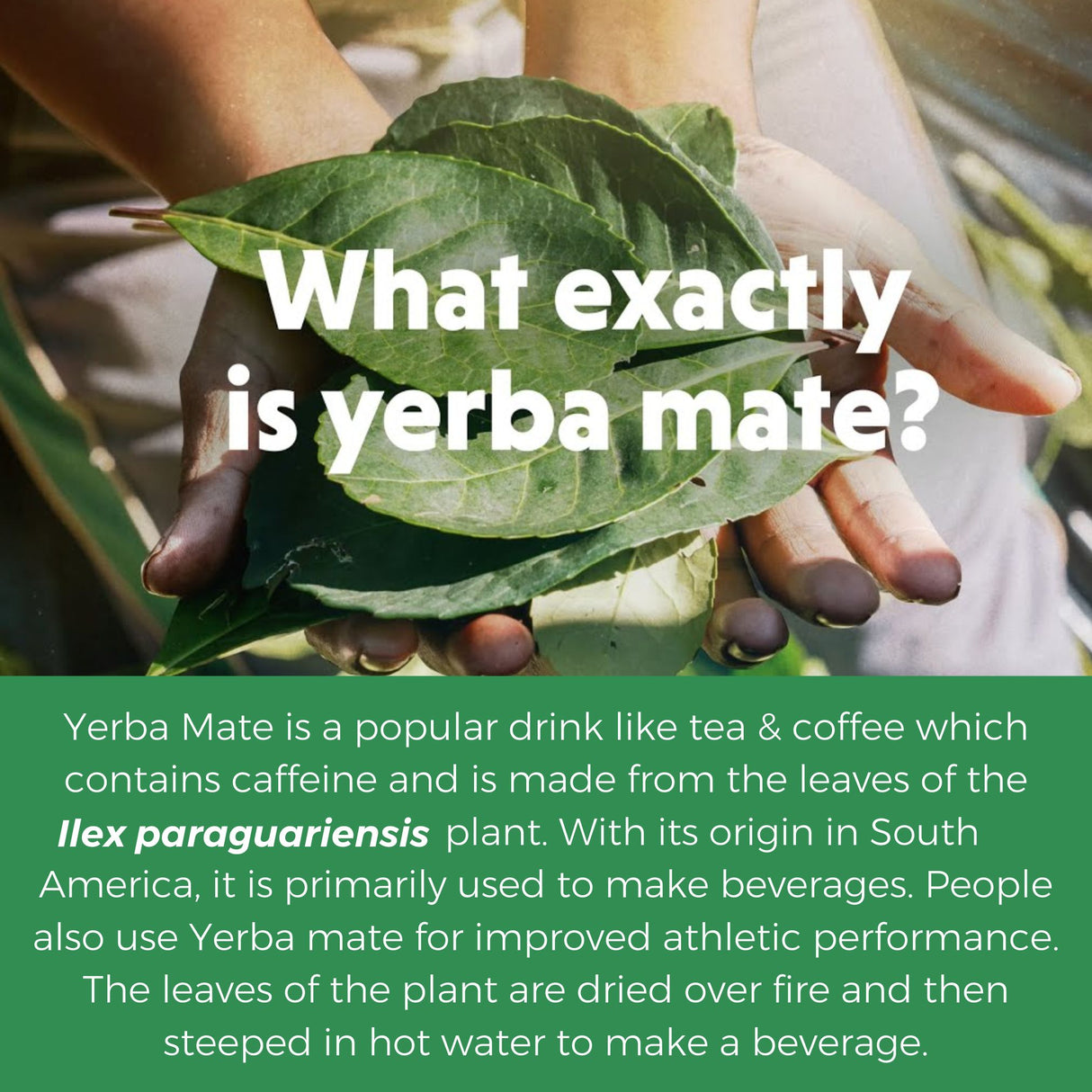 Urban Platter Yerba Mate, 100g (Loose Leaf | Energizing | Supports Metabolism)