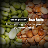 Urban Platter Canned Fava Beans, 400g (Ready to use, Cooked Fava Beans, Broad Beans, Middle Eastern Staple, Foul Medammas)