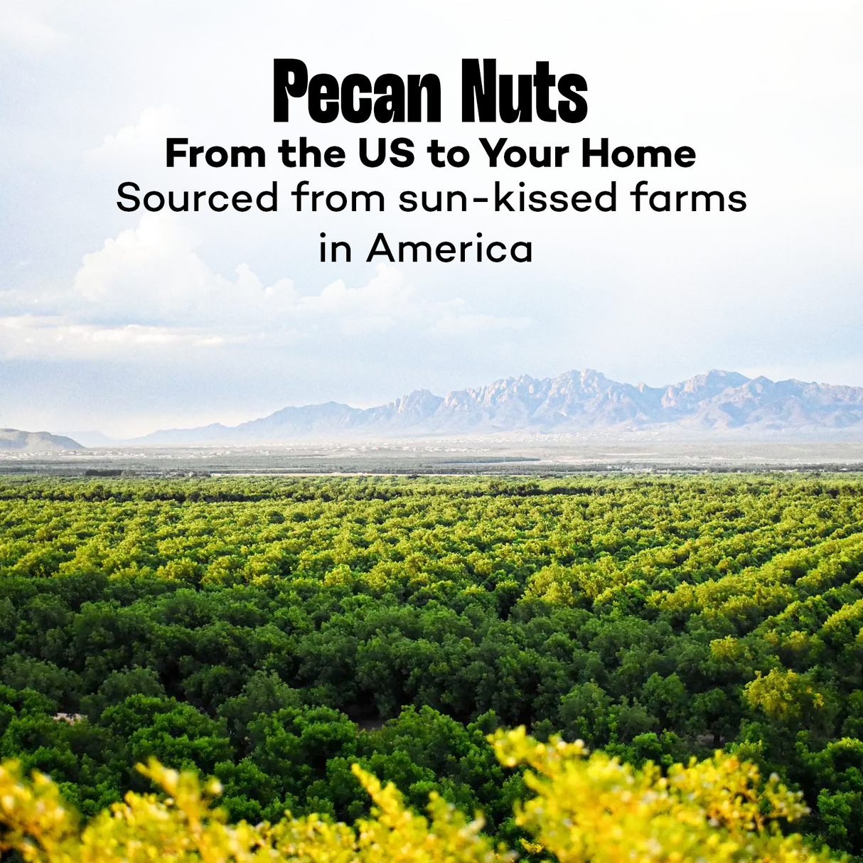 Urban Platter American Pecan Nuts, (Rich in Protein & Fiber, Crunchy ,Stored in Refrigeration for Long Lasting Freshness)