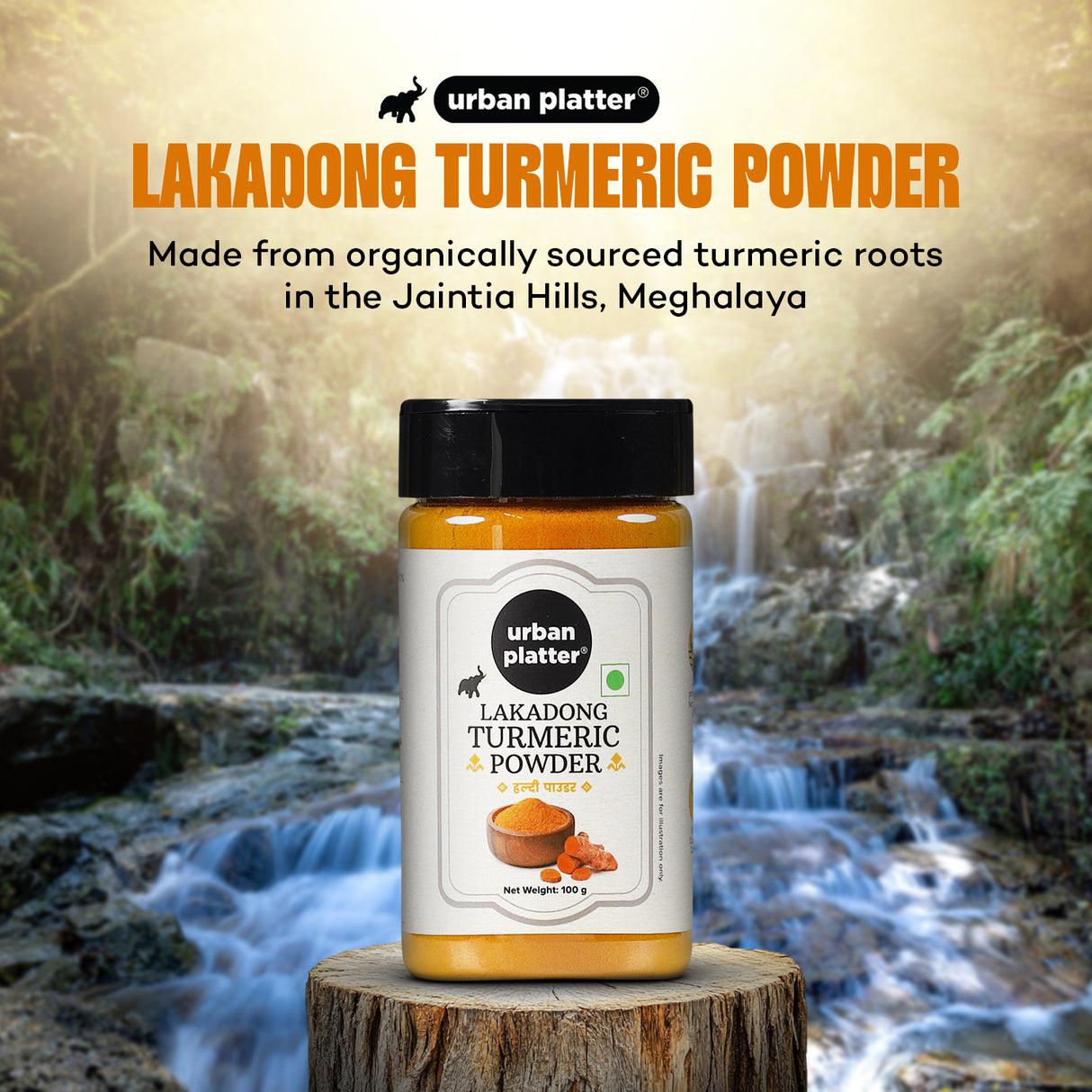 Urban Platter Lakadong Turmeric Powder shaker jar, 100g | Organically Grown in North-East India & High-Curcumin