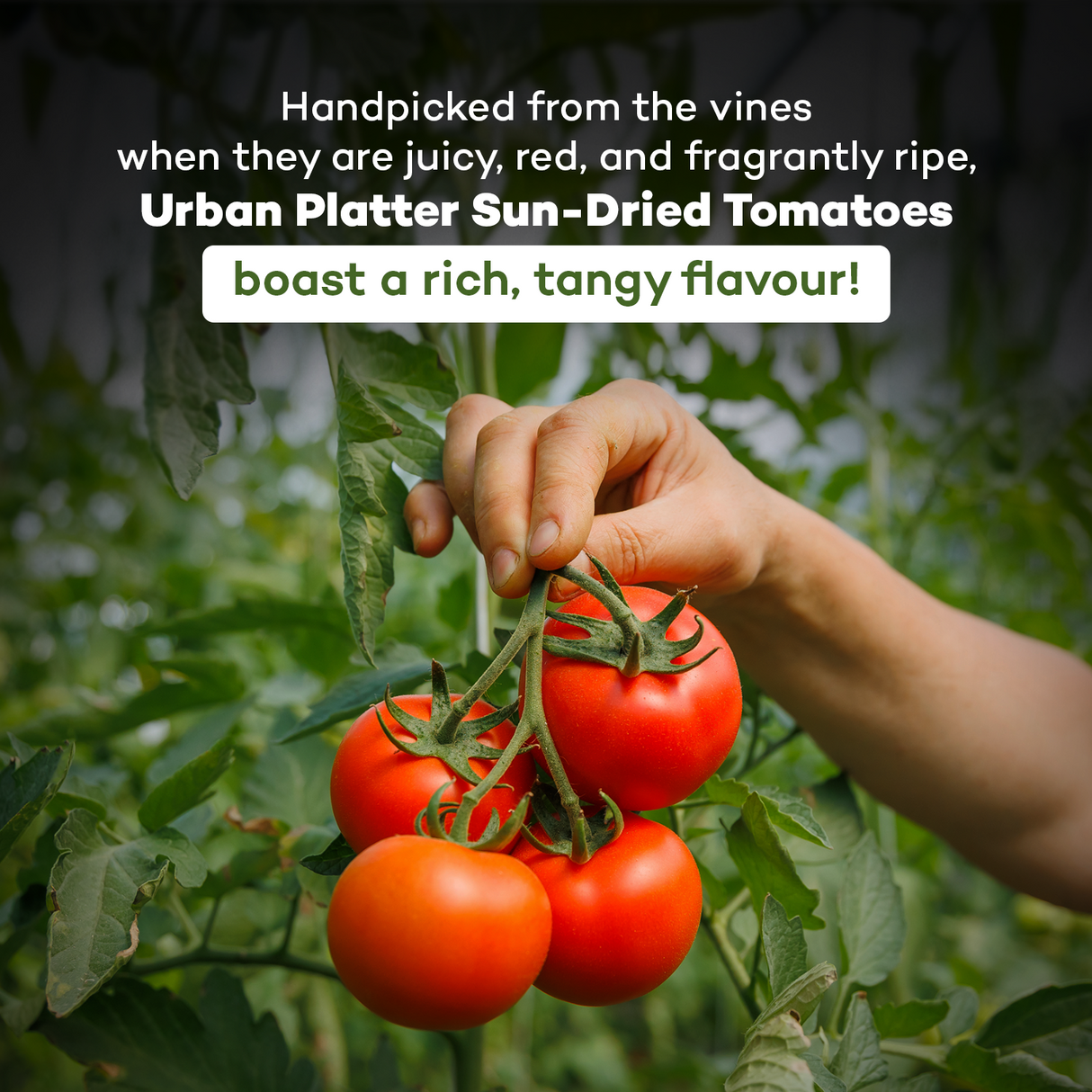 Urban Platter Sun-Dried Tomato in Extra Virgin Olive Oil, 230g