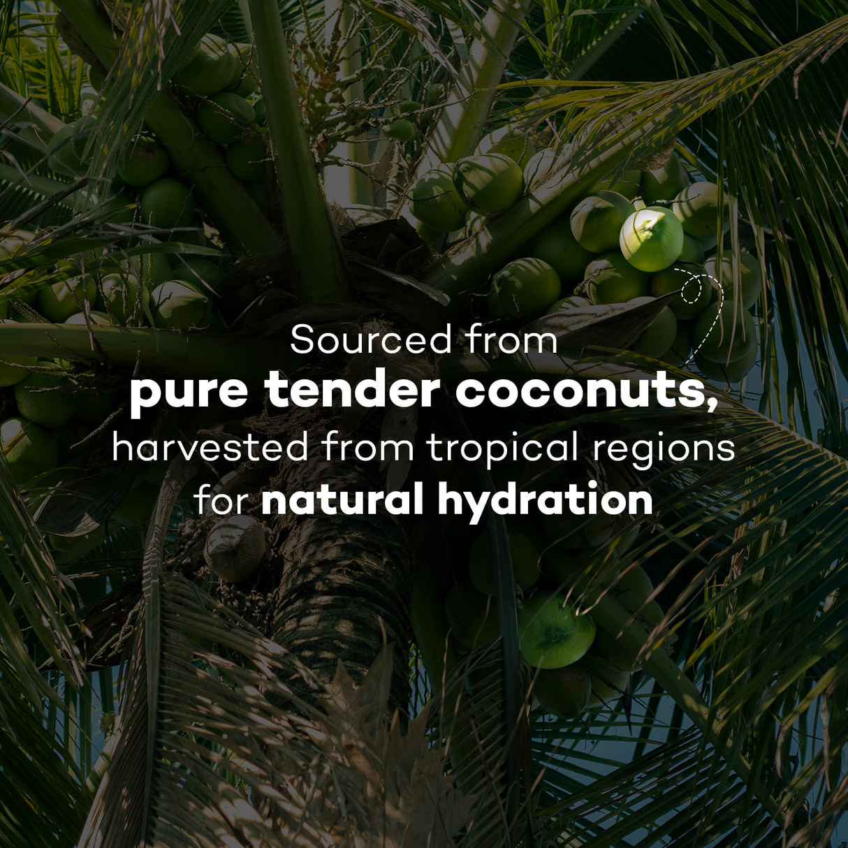 Urban Platter Tender Coconut Water Powder